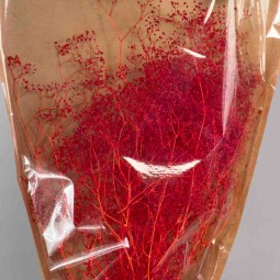 Gipsophila essiccata  50 G - Rosso velluto