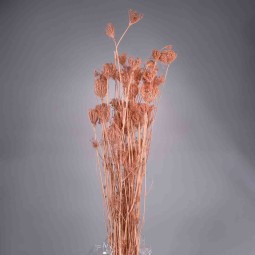 Teste di Finocchio essiccato Cipria - 10 Pezzi