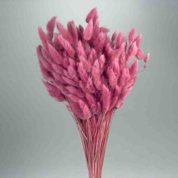 Lagurus essiccato 100 G - Melanzana