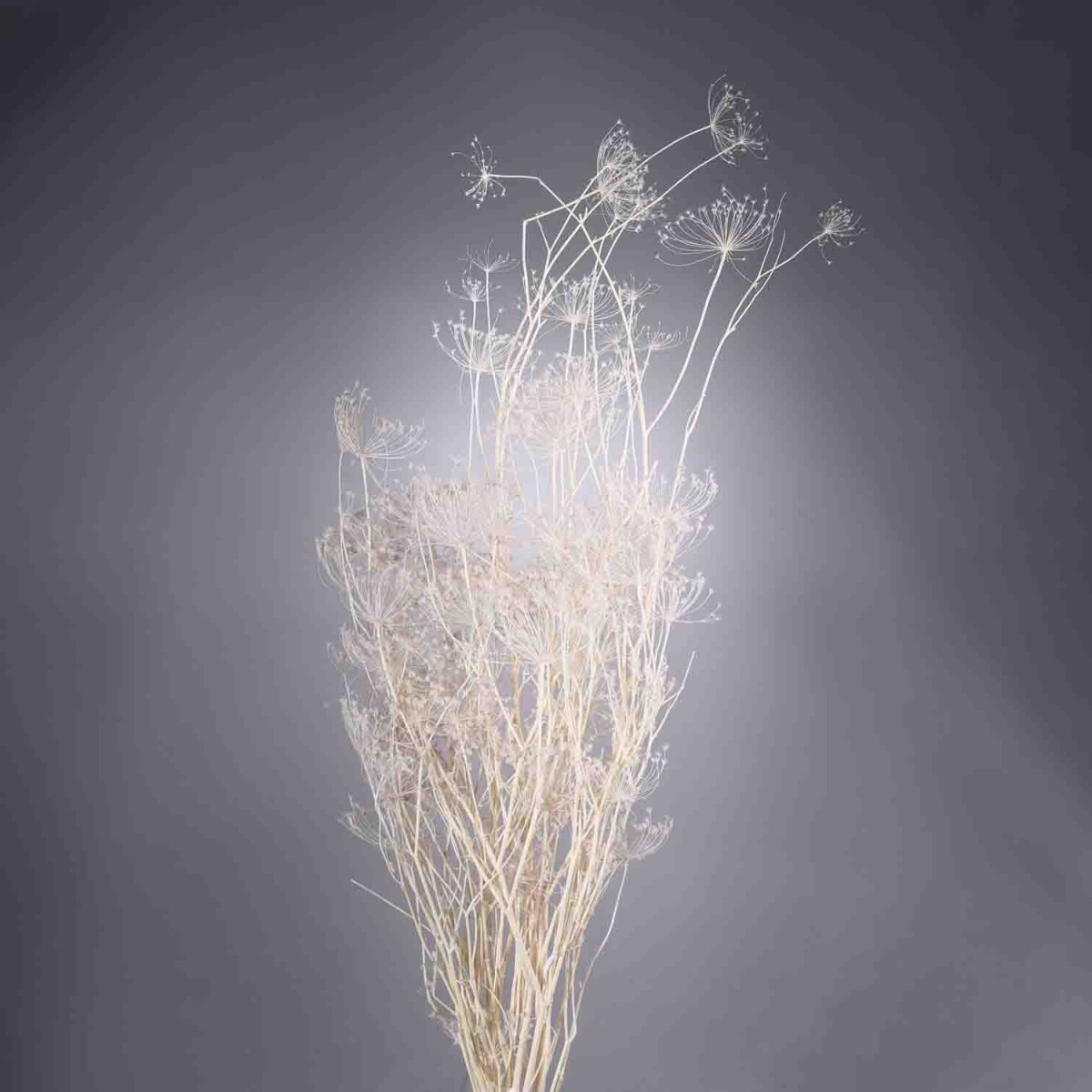 Ombrellifera essiccata - 120 G / Bianco