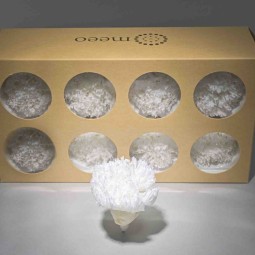 Garofani stabilizzati 8 PZ / Bianco