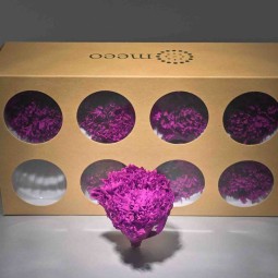 Garofani stabilizzati 8 PZ / Viola