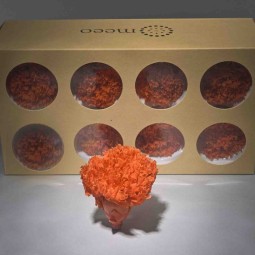 Garofani stabilizzati 8 PZ / Arancione