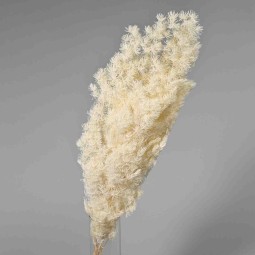 Felce "Ming" stabilizzata - 60 Cm / Bianco