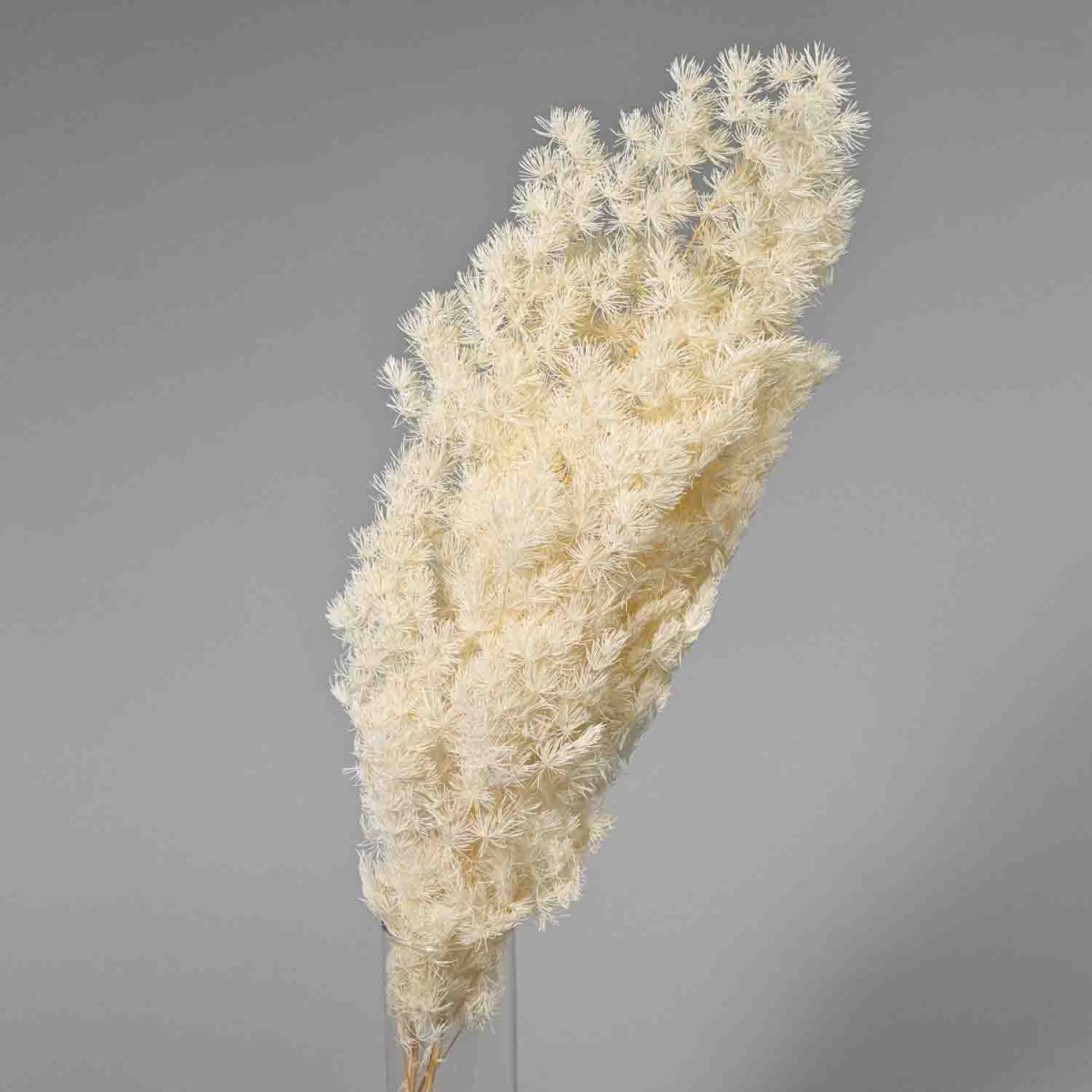 Felce "Ming" stabilizzata - 60 Cm / Bianco