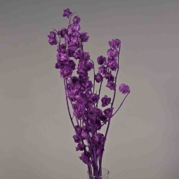 Physalis stabilizzato - 68 Cm / Viola