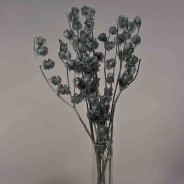 Physalis stabilizzato - 68 Cm / Grigio-blu