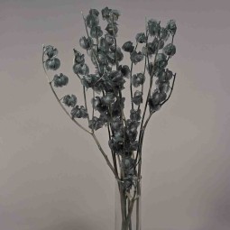 Physalis stabilizzato - 68 Cm / Grigio-blu