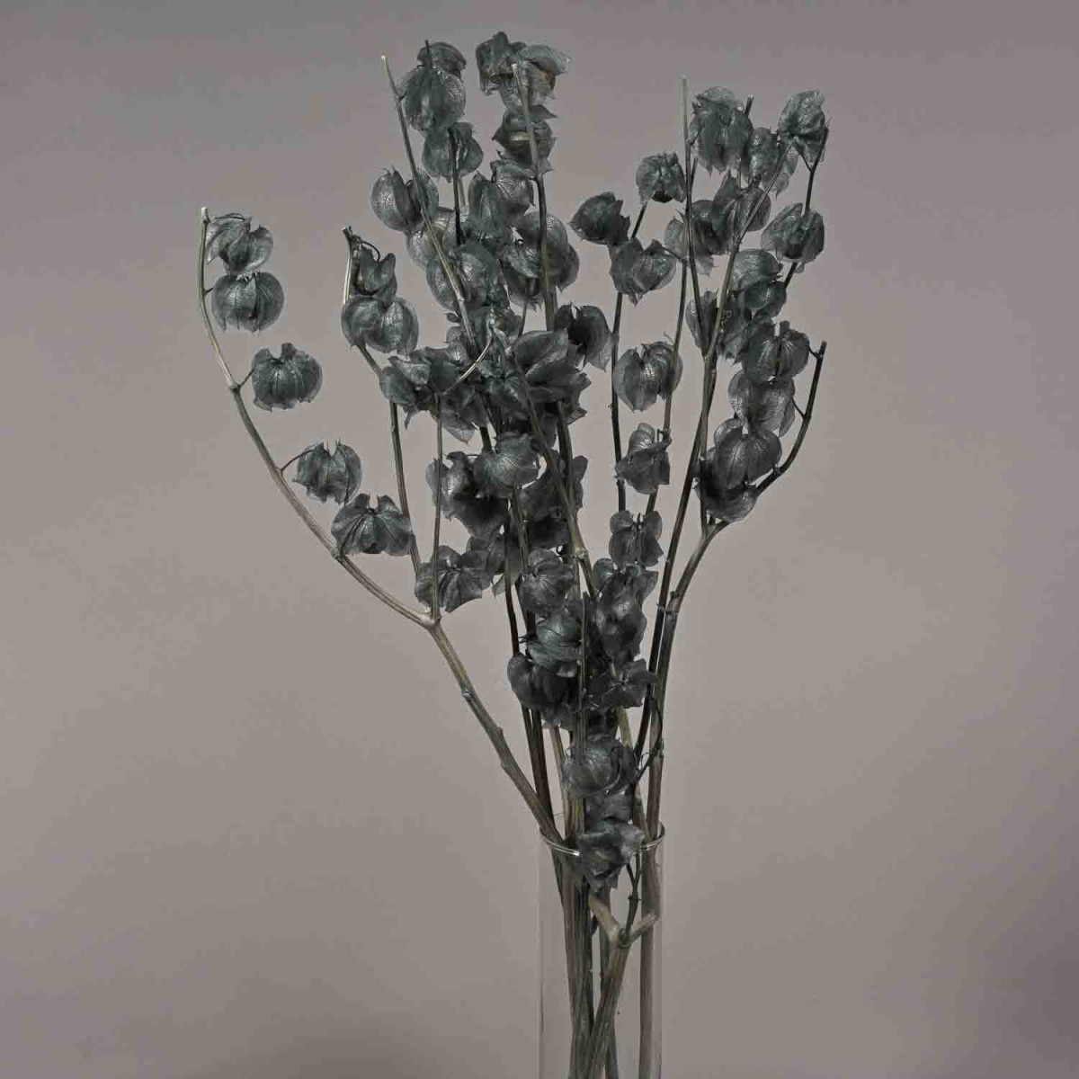 Physalis stabilizzato - 68 Cm / Grigio-blu