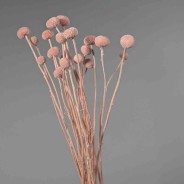 Craspedia stabilizzata - 60 Cm / Rosa