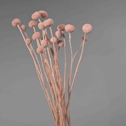 Craspedia stabilizzata - 60 Cm / Rosa