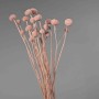 Craspedia stabilizzata - 60 Cm / Rosa
