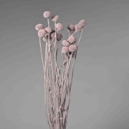 Craspedia stabilizzata - 60 Cm / Lilla