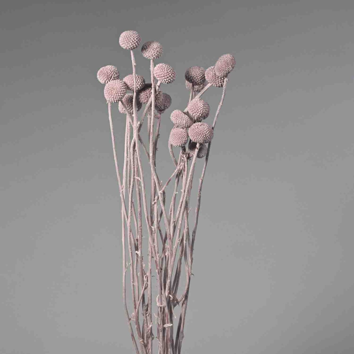 Craspedia stabilizzata - 60 Cm / Lilla