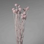 Craspedia stabilizzata - 60 Cm / Lilla