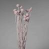 Craspedia stabilizzata - 60 Cm / Lilla