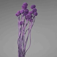 Craspedia stabilizzata - 60 Cm / Viola