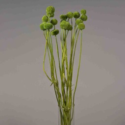 Craspedia stabilizzata - 60 Cm / Verde Oliva