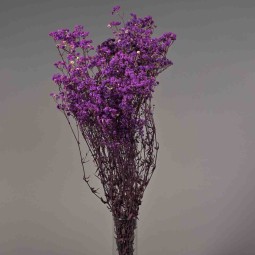 Gypsophila stabilizzata - 68 Cm / Viola