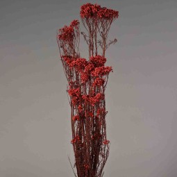 Helicrysum stabilizzato - 78 Cm / Magenta