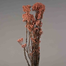 Helicrysum stabilizzato - 78 Cm / Rosa