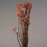 Helicrysum stabilizzato - 78 Cm / Rosa