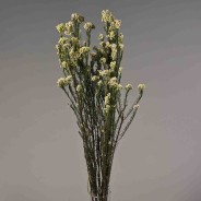 Helicrysum stabilizzato - 78 Cm / Bianco