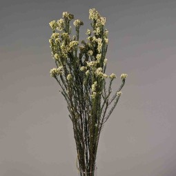 Helicrysum stabilizzato - 78 Cm / Bianco