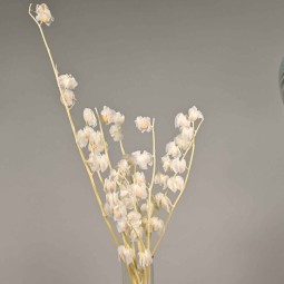 Physalis stabilizzato - 68 Cm / Bianco