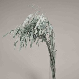 Chasmanthium stabilizzato - 72 Cm / Grigio-blu