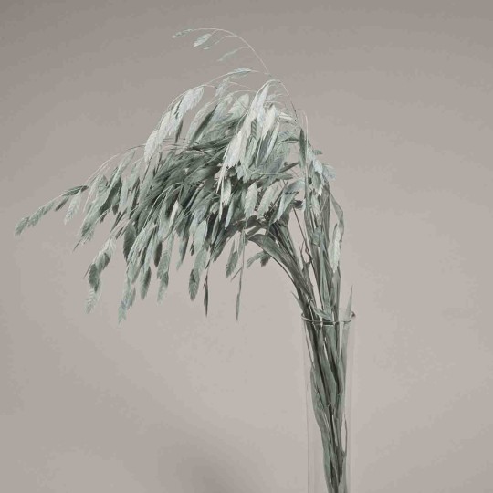 Chasmanthium stabilizzato - 72 Cm / Grigio-blu