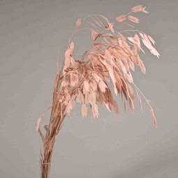 Chasmanthium stabilizzato - 72 Cm / Malva