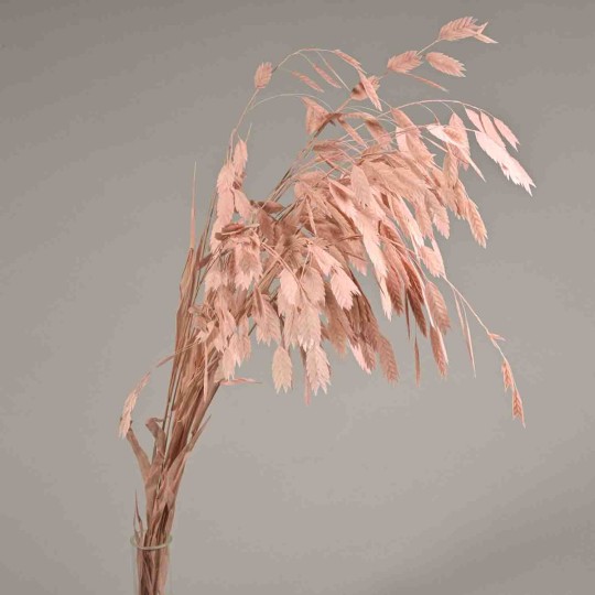 Chasmanthium stabilizzato - 72 Cm / Malva