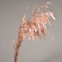 Chasmanthium stabilizzato - 72 Cm / Malva