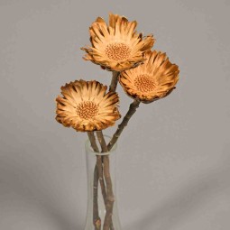 Protea stabilizzata - 35 Cm / Naturale