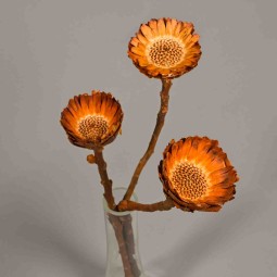 Protea stabilizzata - 35 Cm / Arancione