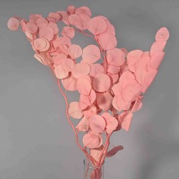 Populus stabilizzato - 68 Cm / Malva