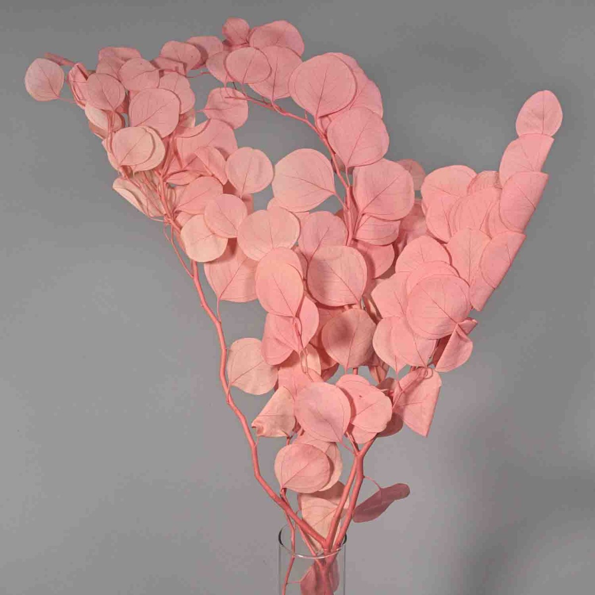 Populus stabilizzato - 68 Cm / Malva