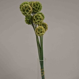 Scabiosa stabilizzata - 42 Cm / Naturale