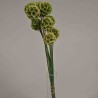 Scabiosa stabilizzata - 42 Cm / Naturale