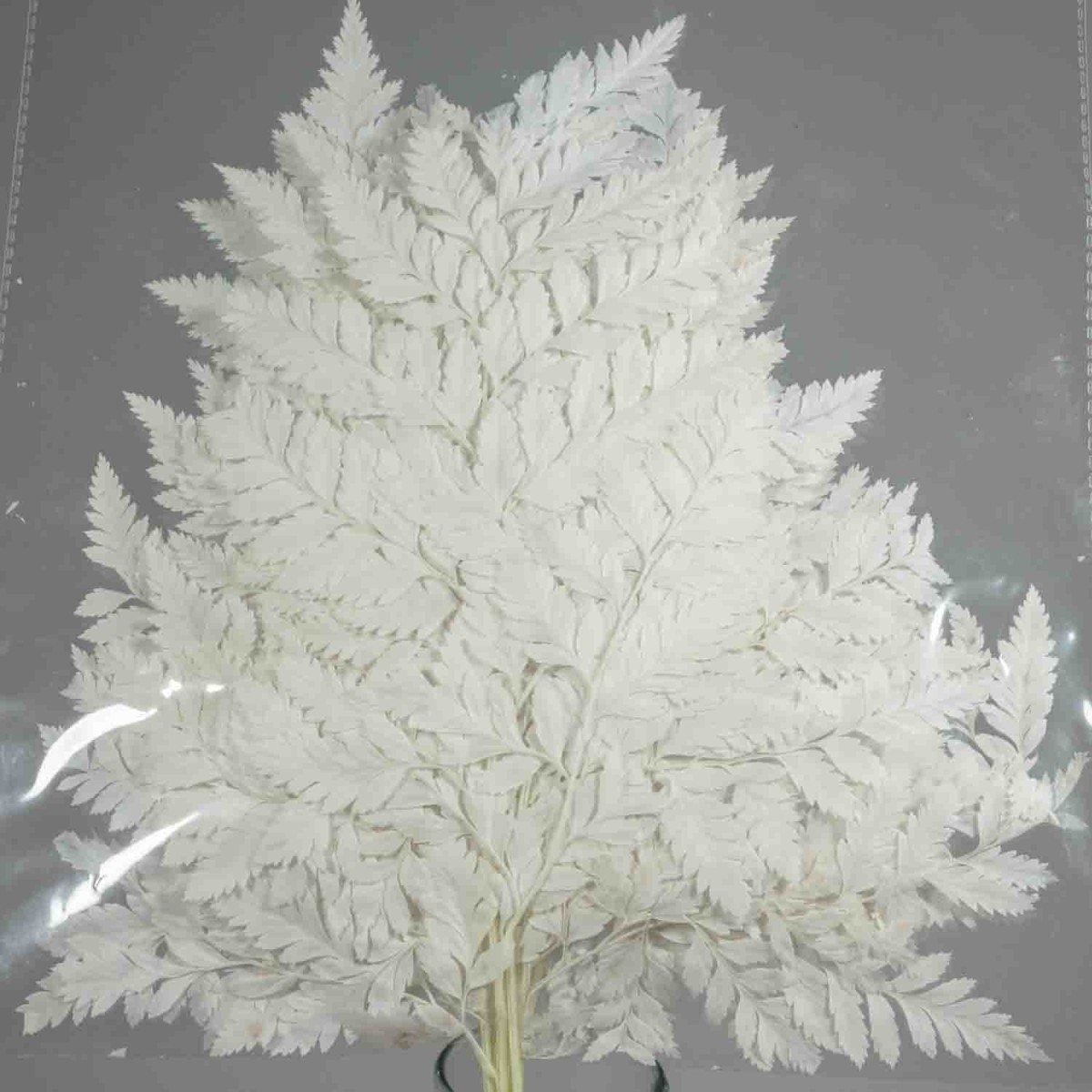 Felce "Holly" stabilizzata - 47 Cm / Bianca