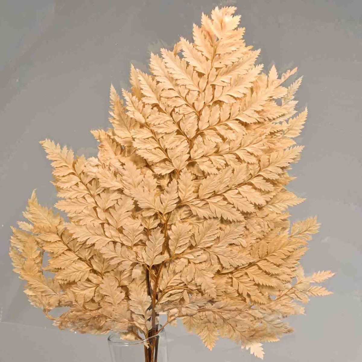 Felce "Holly" stabilizzata - 47 Cm / Rosa