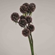 Scabiosa stabilizzata - 42 Cm / Viola