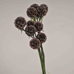 Scabiosa stabilizzata - 42 Cm / Viola