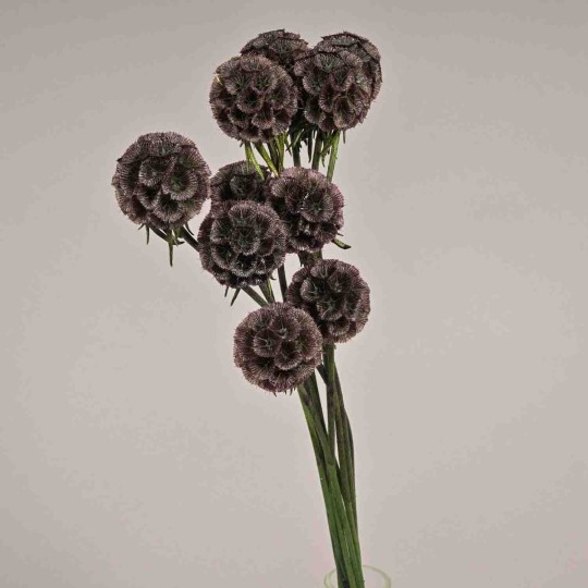 Scabiosa stabilizzata - 42 Cm / Viola