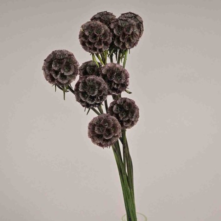 Scabiosa stabilizzata - 42 Cm / Viola