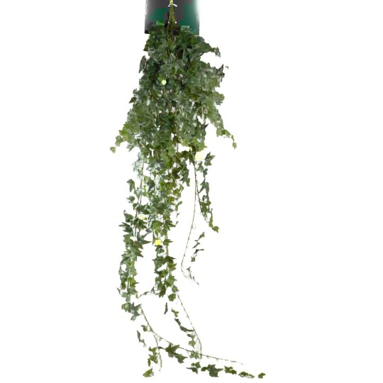 Edera in mazzo - 125 Cm / Verde