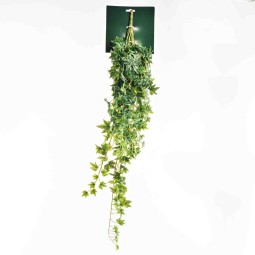 Edera in mazzo - 80 Cm / Ghiacciata