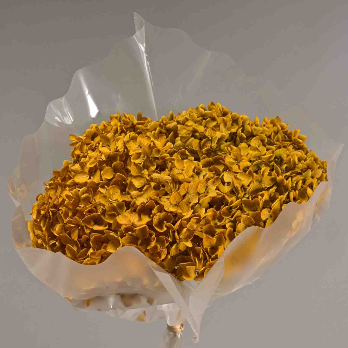 Ortensia stabilizzata in ramo - 23 Cm / Giallo