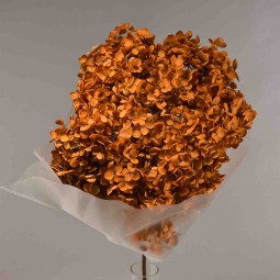 Ortensia stabilizzata in ramo - 23 Cm / Arancione